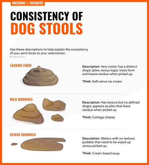 Soft Dog Poop: Causes and How to Help 